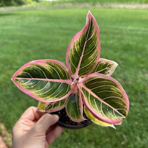 Aglaonema Lotus Delight - Rare Aglaonema Variety with Pink Edges - Exact Live Plant US Seller - #3