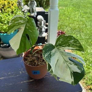 Plante panachée Monstera Albo - Magnifique plante panachée de blanc Monstera albo avec racine - Plante d&#39;intérieur panachée de blanc et de vert - B3