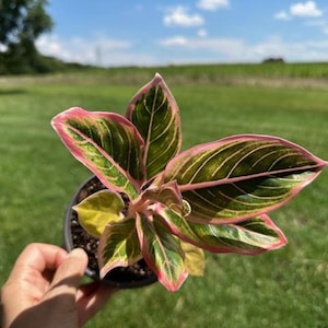 Aglaonema Lotus Delight - Rare Aglaonema Variety with Pink Edges - Exact Live Plant US Seller - #4