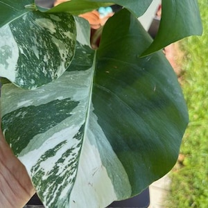 Plante panachée de Monstera Albo - Superbe plante panachée de Monstera Albo avec racine - Vendeur américain de plantes vivantes exactes - #2