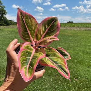Aglaonema Lotus Delight - Rare Aglaonema Variety with Pink Edges - Exact Live Plant US Seller - #1