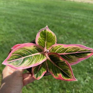Aglaonema Lotus Delight - Rare Aglaonema Variety with Pink Edges - Exact Live Plant US Seller - #5