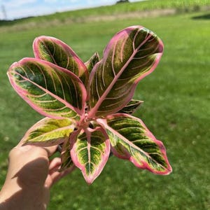 Aglaonema Lotus Delight - Rare Aglaonema Variety with Pink Edges - Exact Live Plant US Seller - #2