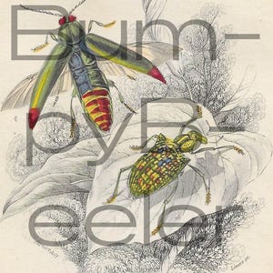 William Jardine 1800&#39;s Insects Bookplate Digital Download Junk Journal Collage Bugs Beetles Insects