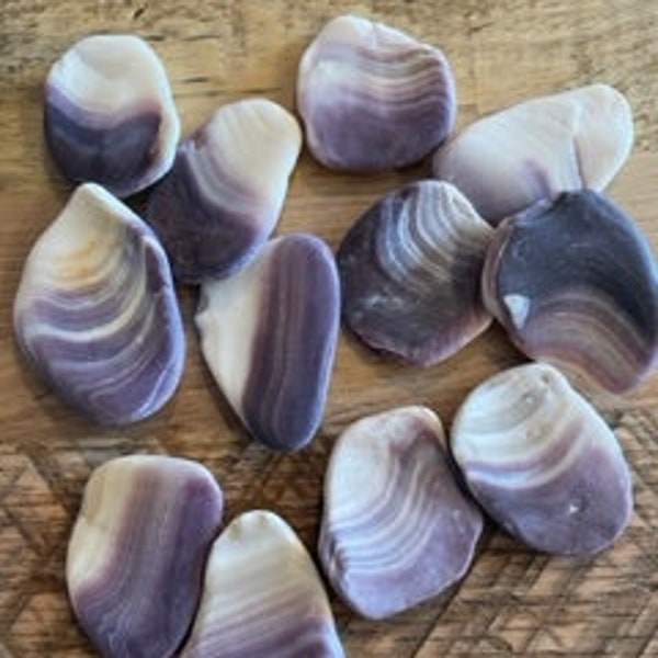 Wampum shells Natural Genuine purple large size lot of 12 quahog indian shell Jewelry wampum pendant B39