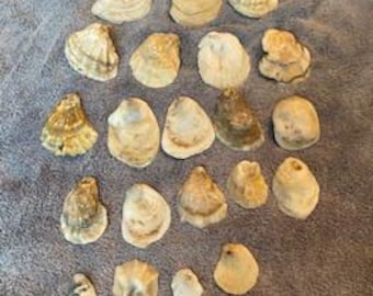 Oyster shell lot of 21 medium/small size East coast natural oyster DIY shell projects O16