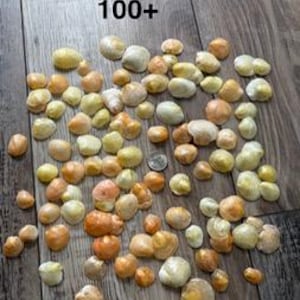 May include: A collection of over 100 small, smooth, rounded seashells in shades of cream, pale yellow, and light orange. The shells are scattered across the frame, with a single US quarter coin included for scale to show their small size.