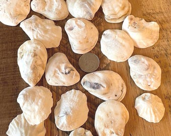 Oyster shell lot of 22 medium size East coast natural oyster DIY shell projects O-10