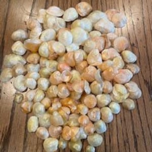May include: A large collection of small, smooth, rounded seashells in various shades of white, cream, pale yellow, and soft orange. The shells are clustered together, displaying natural variations in color, translucent textures, and curved shapes.