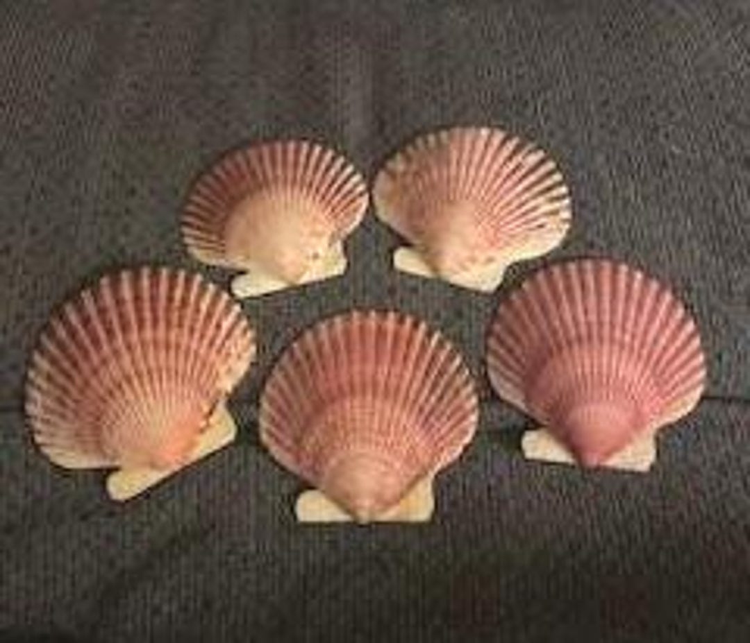 Scallop Baking Shells, Individual Serving Shells, 3 Inch Decoupage DIY ...