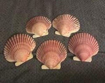 Scallop Baking Shells, Individual Serving Shells, 3 inch Decoupage DIY crafting