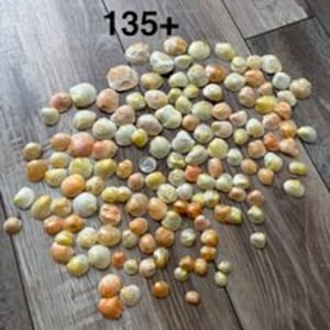 May include: A collection of over 135 small, rounded seashells in various shades of pale yellow, cream, peach, and light orange. The shells are scattered across the frame, displaying smooth, curved surfaces and natural variations in color and size.