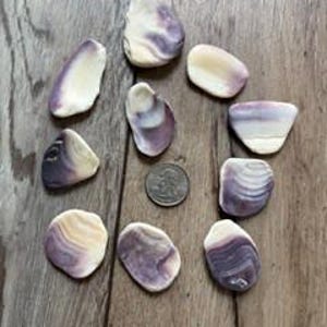 Op de afbeelding: Een verzameling van tien gladde, gepolijste schelpen met natuurlijke banden van wit en dieppaars. De schelpen zijn in een cirkelvormig patroon gerangschikt rond een zilverkleurige munt voor schaal, met gevarieerde vormen en afmetingen.