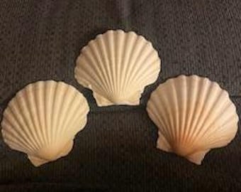 Scallop Baking Shells, Individual Serving Shells, 4 inch Decoupage DIY crafting lot of 3