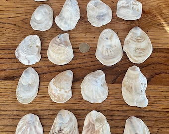Oyster shell lot of 20 medium/large size East coast natural oyster DIY shell projects 0-8