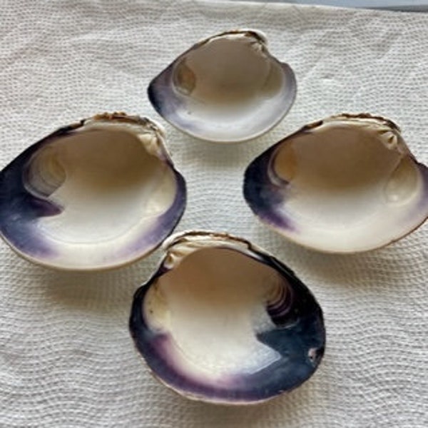 Clam shell lot of 4 Purple half clam shell Trinket holder Clam shell project