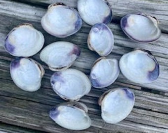 Clam shell lot of 4 wampum purple half clam shell beach decor DIY Clam shell project