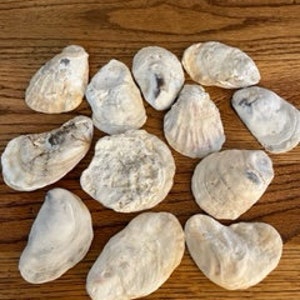 May include: A collection of 12 natural oyster shells in various sizes and shapes. The shells are a light beige color with some darker brown markings.