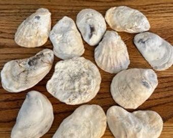 Oyster shell lot of 12 large size East coast natural oyster DIY shell projects