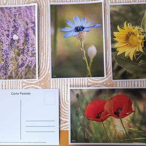 Lot de 4 cartes postales Fleurs de Provence