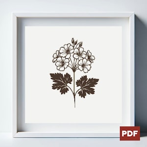 Può includere: Un'illustrazione in bianco e nero di un fiore a cinque petali. Il fiore è circondato da foglie. L'immagine è in una cornice bianca.