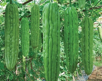 5 Seeds Hainan Bitter Gourd / Bitter Melon / Ampalaya NON GMO