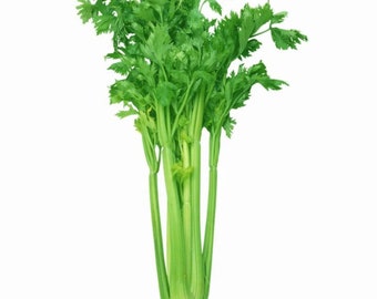 500+ Seeds Chinese Celery NON GMO