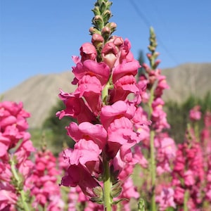 100+ Seeds Snapdragon Pink NON GMO Antirrhinum Majus Flower Seeds
