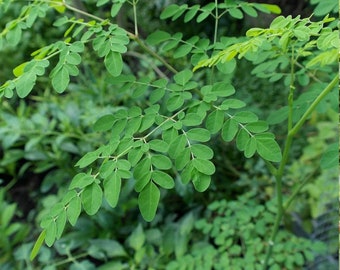 10 Seeds Moringa (Moringa Oleifera) / Malungay NON GMO