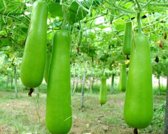 Gourde en bouteille 20 graines / Upo SANS OGM