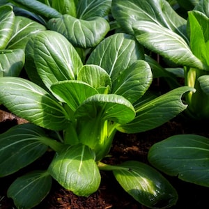200+ SeedsGreen Pak Choy / Bok Choy NON GMO