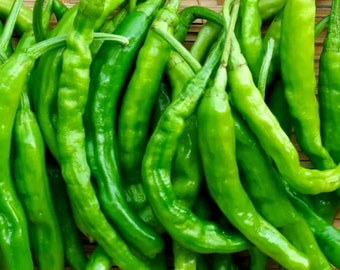 Plus de 100 graines de piment vert long / siling Haba SANS OGM
