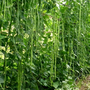 May include: A close-up of a row of long green beans growing vertically on a trellis. The beans are hanging down from the trellis, and the leaves are green and lush.