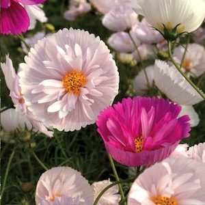 50+ Seeds Cosmos Cupcake NON GMO Cosmos Bipinnatus Flower Seeds