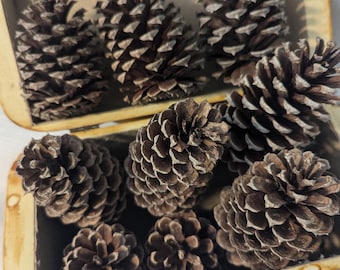 May include: A collection of brown pine cones fills a small, rectangular wooden box with a hinged lid. The pine cones vary in size and are arranged to fill the space. The box has a light-colored exterior with a slightly distressed appearance.