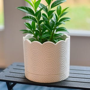 May include: A potted plant with vibrant green leaves sits in a white, scalloped-edge planter. The planter has a textured, repeating semi-circle design. The plant is on a black table with a blue background.