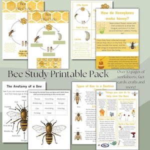 Bee Life Cycle Study Unit Printable – Homeschool Science Activities, Insect Learning, Bee Lifecycle Worksheets for Kids