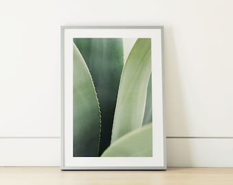 Arizona Agave Cactus Fine Art Photo Print | Southwest Botanical Desert Plant