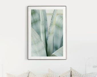 Blue Agave Fine Art Photo Print | Arizona Desert Cactus, Tropical Desert Plant, Modern Botanical Succulent | Nature Photography