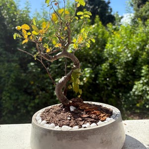Handmade Round Cement Pot – Minimalist Decorative Planter