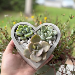 Heart shaped cement pot with drainage