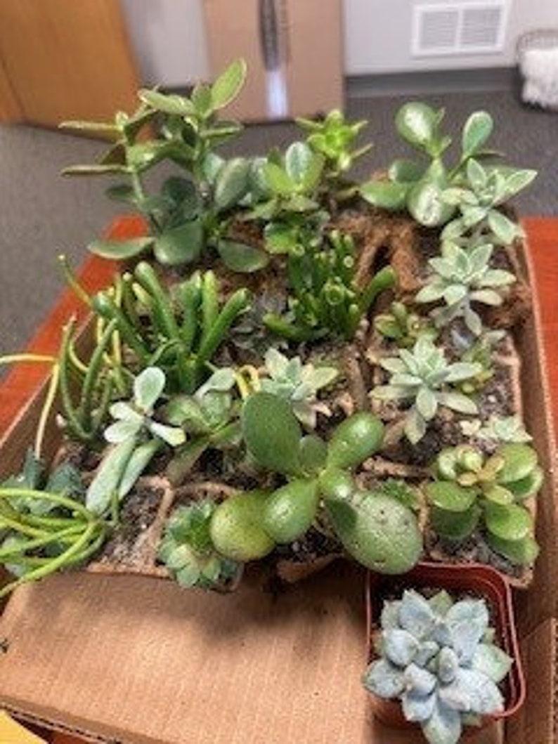 May include: A collection of small succulent plants in a variety of green shades, arranged in a cardboard tray with a single succulent in a small terracotta pot.