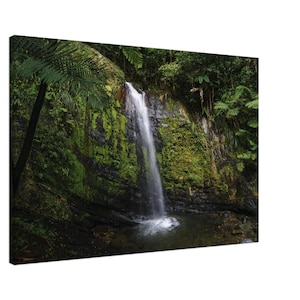 May include: A waterfall cascades down a moss-covered rock face in a lush green rainforest. The water is clear and white, and the surrounding foliage is vibrant.