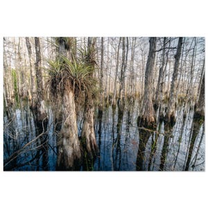 Stampa fotografica di un paesaggio di cipressi con Everglades Wall Art, decorazione naturale della Florida per soggiorno o ufficio, poster classico su carta opaca