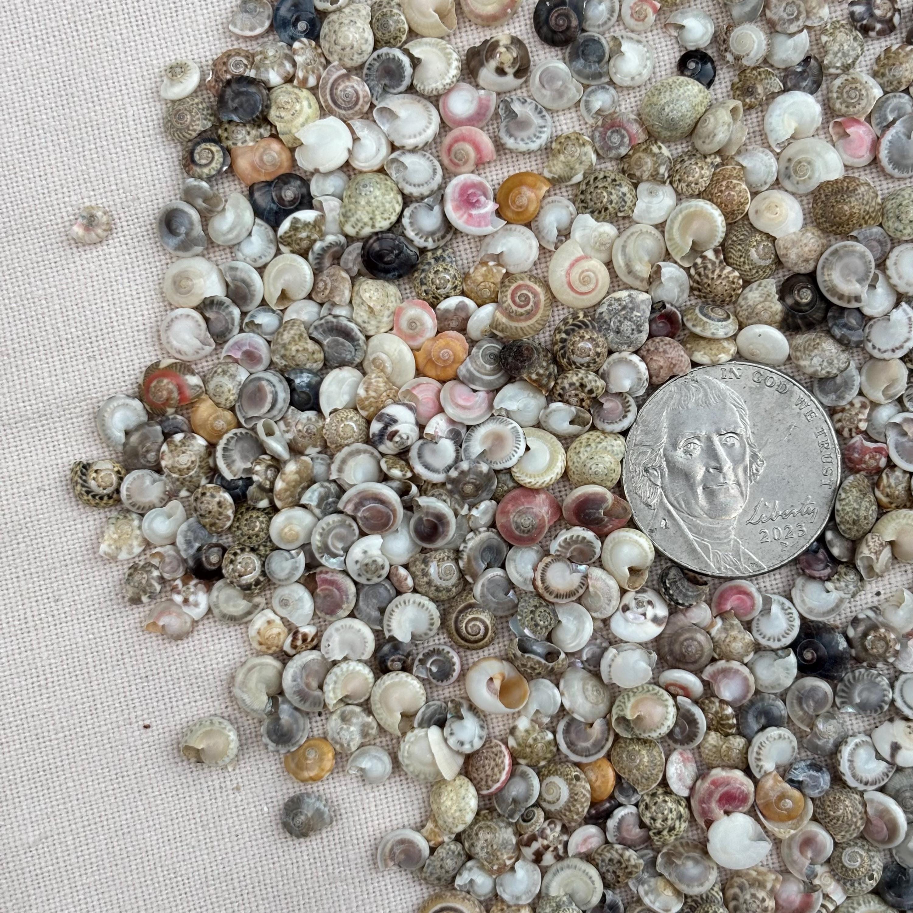 Micro Tiny Sea Shells: 100pc Crafting Shells for Art, Nails, Terrariums ...