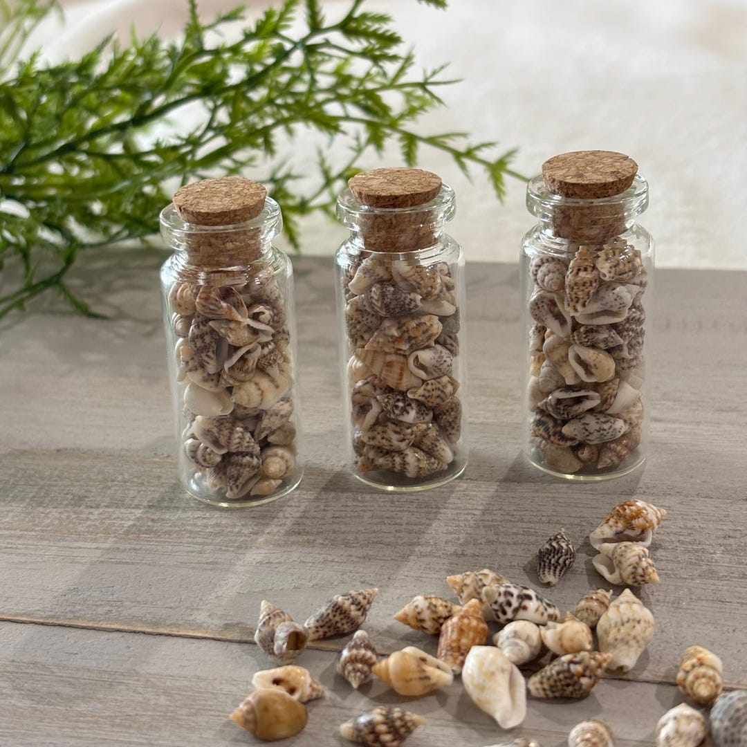 Shell Jars Decor 3 Shell Jars – Beach Decor, Ocean Lover Gift, Craft Supply (set of 3 ...