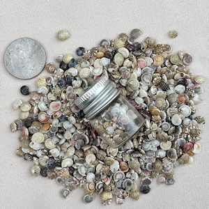 100pc Micro Sea Shells — Tiny Snail Shells — Tiny Shells for crafting, nail art, terrariums — Super Small Sea Shells