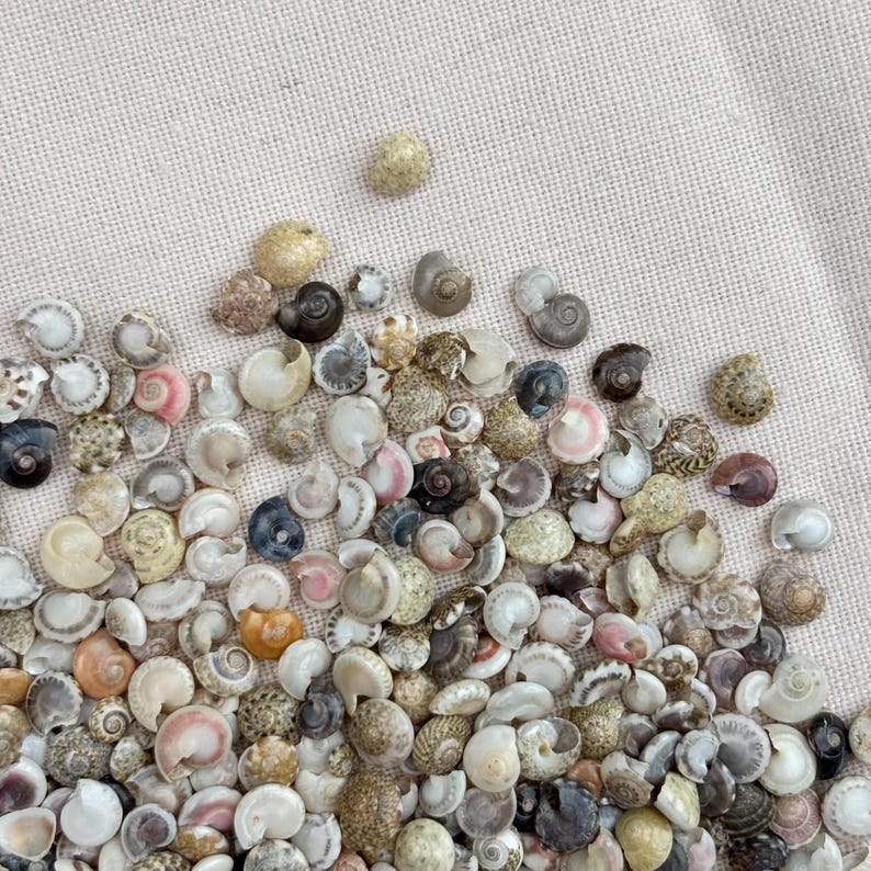 Tiny Shell Triangular Shape Micro Tiny Sea Shells: 100pc Crafting Shells for Art, Nails, Terrariums ...