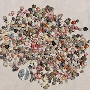 100pc Small Sea Shells — Tiny Snail Shells — Tiny Shells for crafting, nail art, terrariums —  Small Sea Shells — Resin beach art
