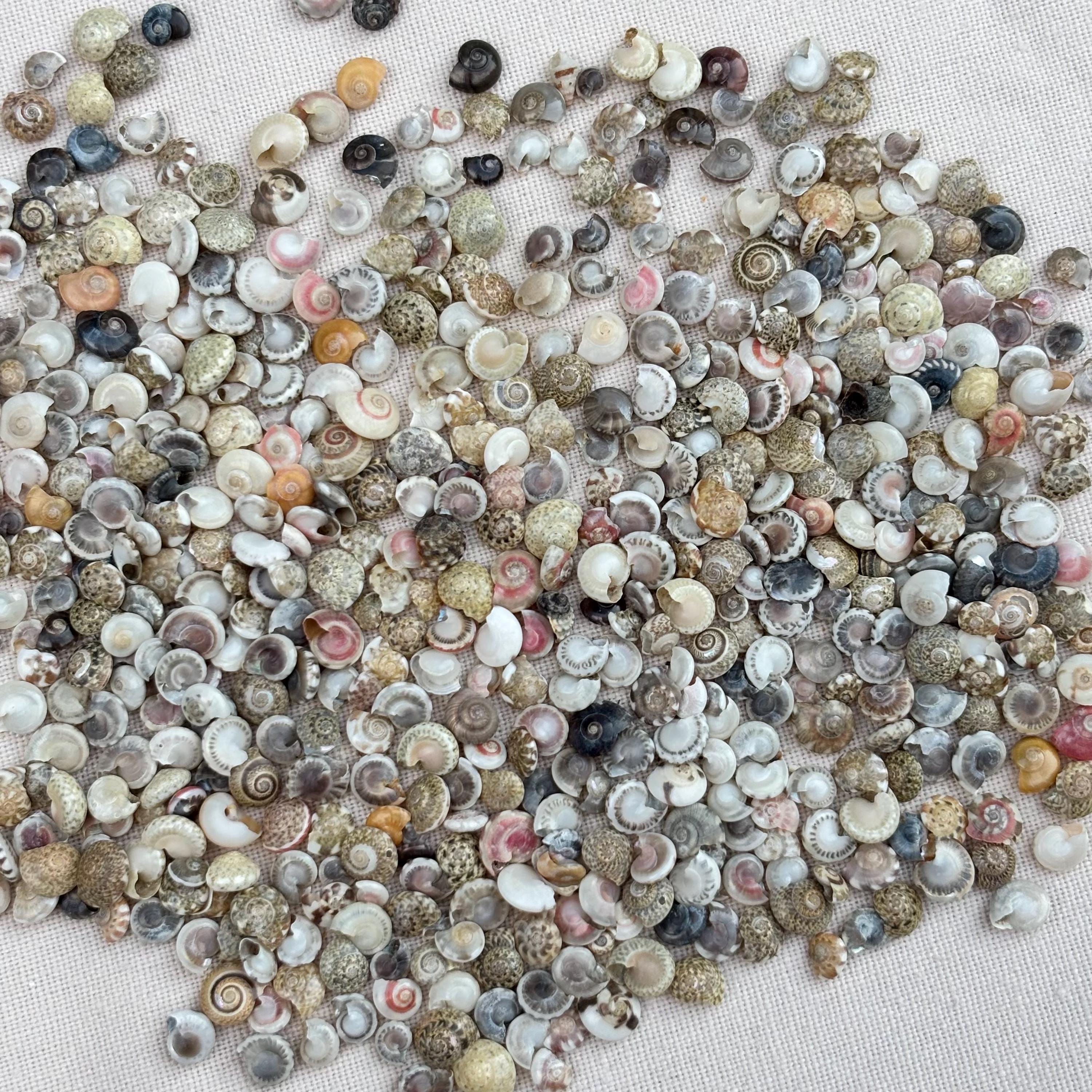 Micro Tiny Sea Shells: 100pc Crafting Shells for Art, Nails, Terrariums ...